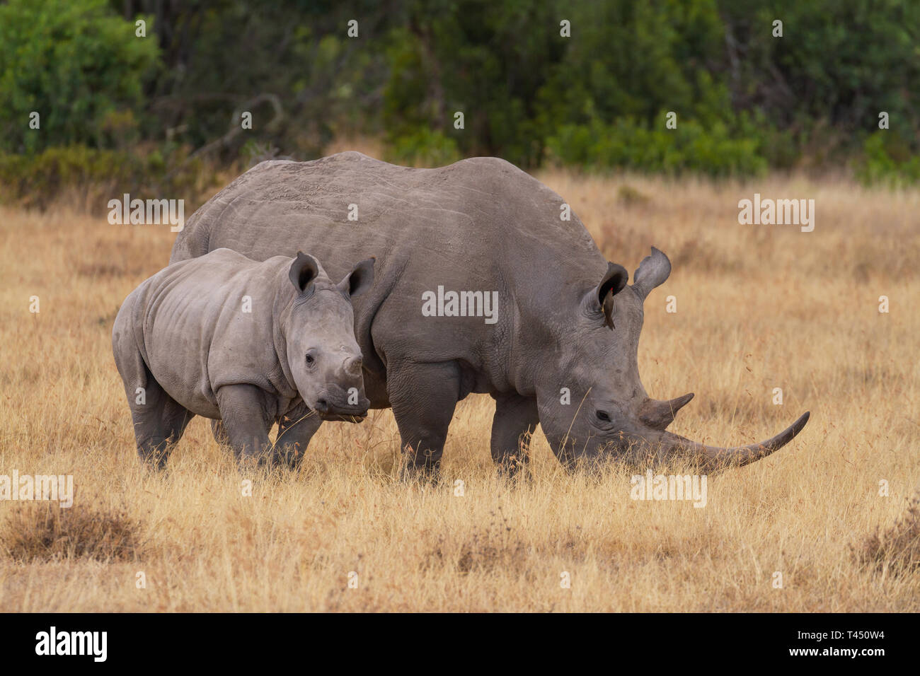 White Rhinoceros, mother and baby calf. Ol Pejeta Conservancy, Kenya, Africa. Near threatened species. Bird in animal's ear. Stock Photo