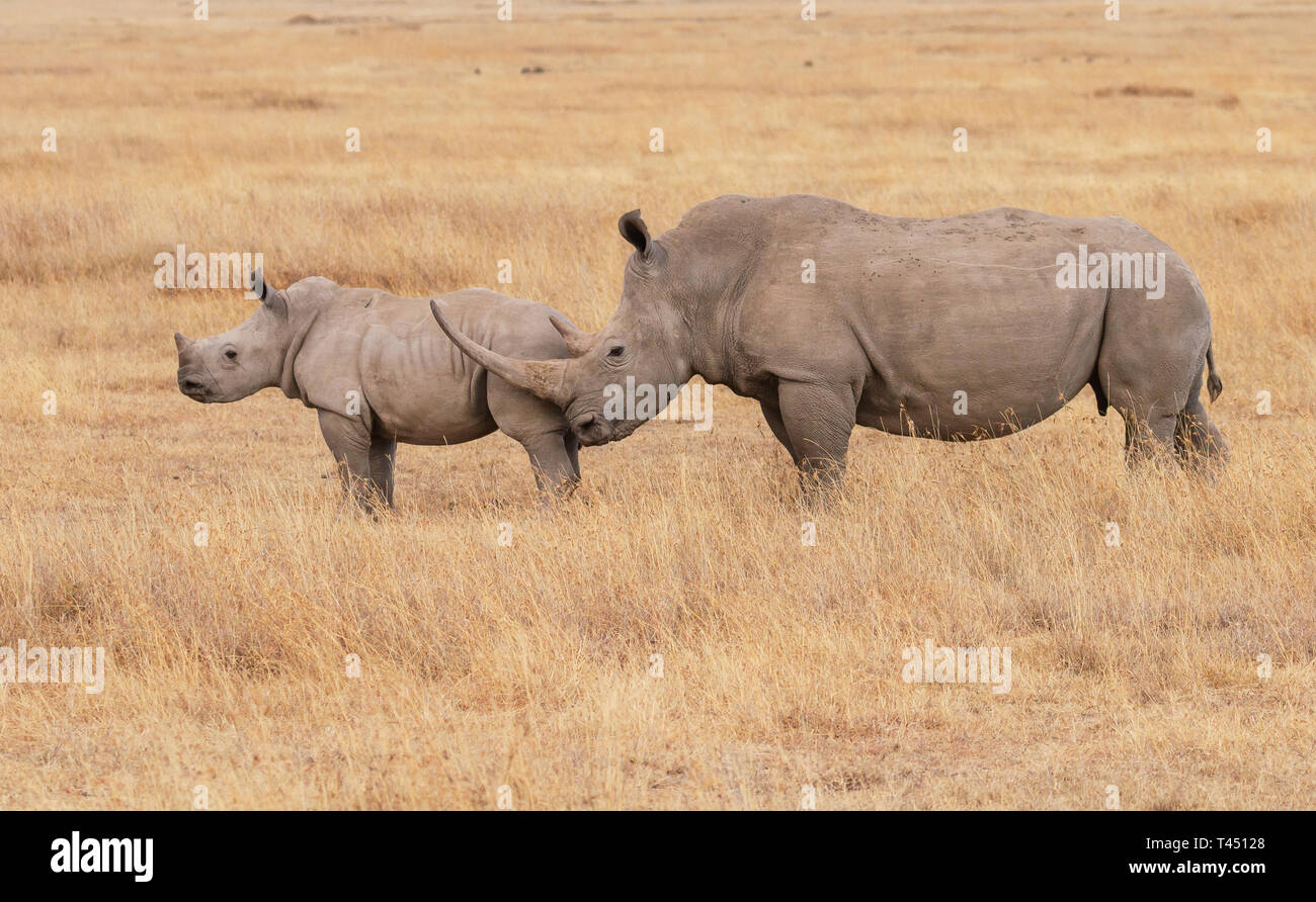 White Rhinoceros, mother and baby in profile. Ol Pejeta Conservancy, Kenya, East Africa. Both heads up in dry scrub grass. Endangered African animals Stock Photo