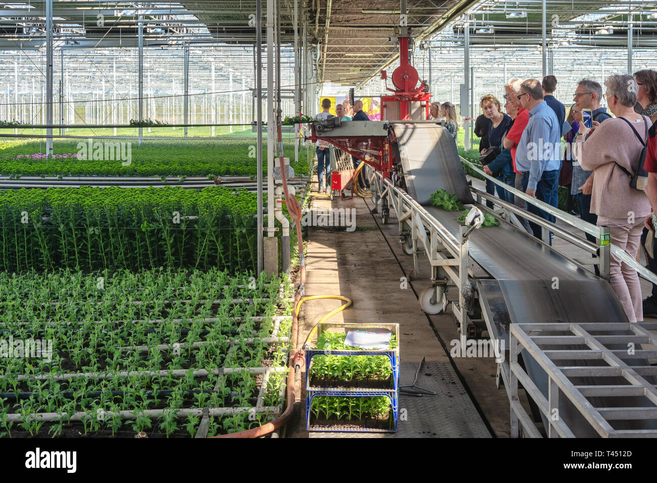 Nootdorp, The Netherlands, April 7, 2019: People view the semi-automatic process of cut-off santinis in a huge greenhouse Stock Photo