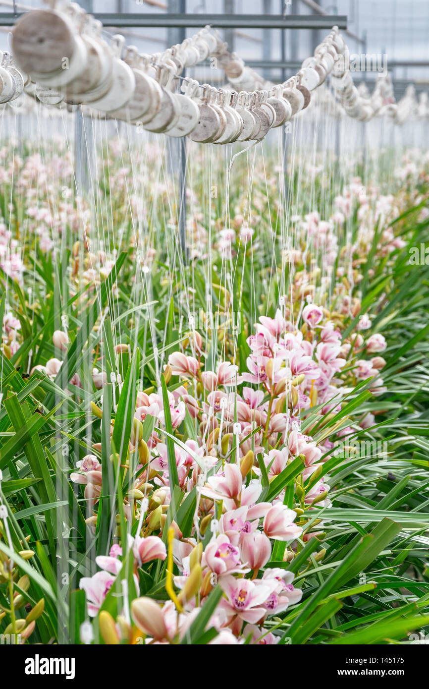 Growing orchids in a huge greenhouse in The Netherlands Stock Photo