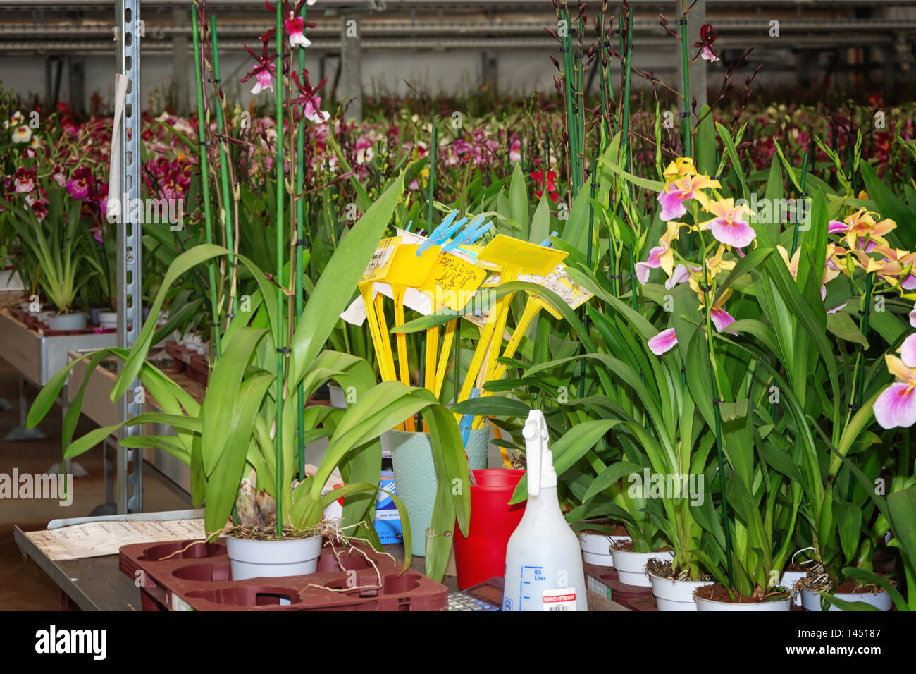 Nootdorp, The Netherlands, April 7, 2019: Growing orchids in a huge greenhouse Stock Photo