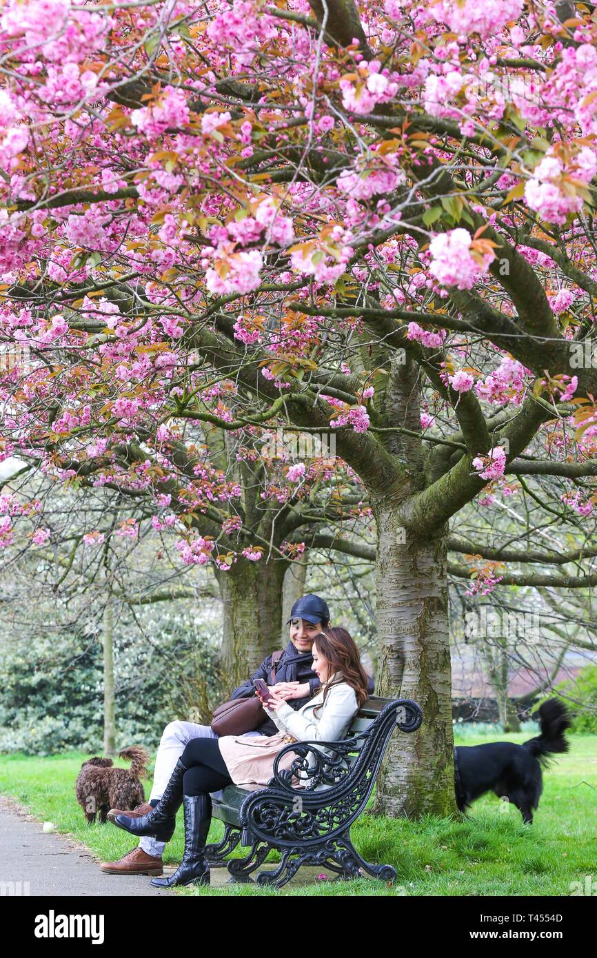 Greenwich Park London Uk 13 April 19 A Couple Sitting On A Bench Under The Cherry Blossom Tree Which Is Now In Full Bloom In Greenwich Park In South East London