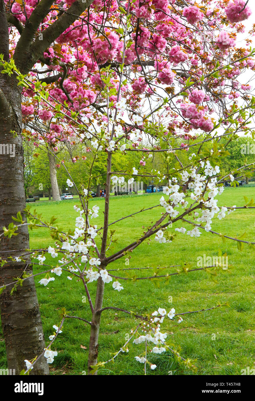 London, UK. 13th Apr, 2019. Famous Cherry Blossom avenue seen in full ...