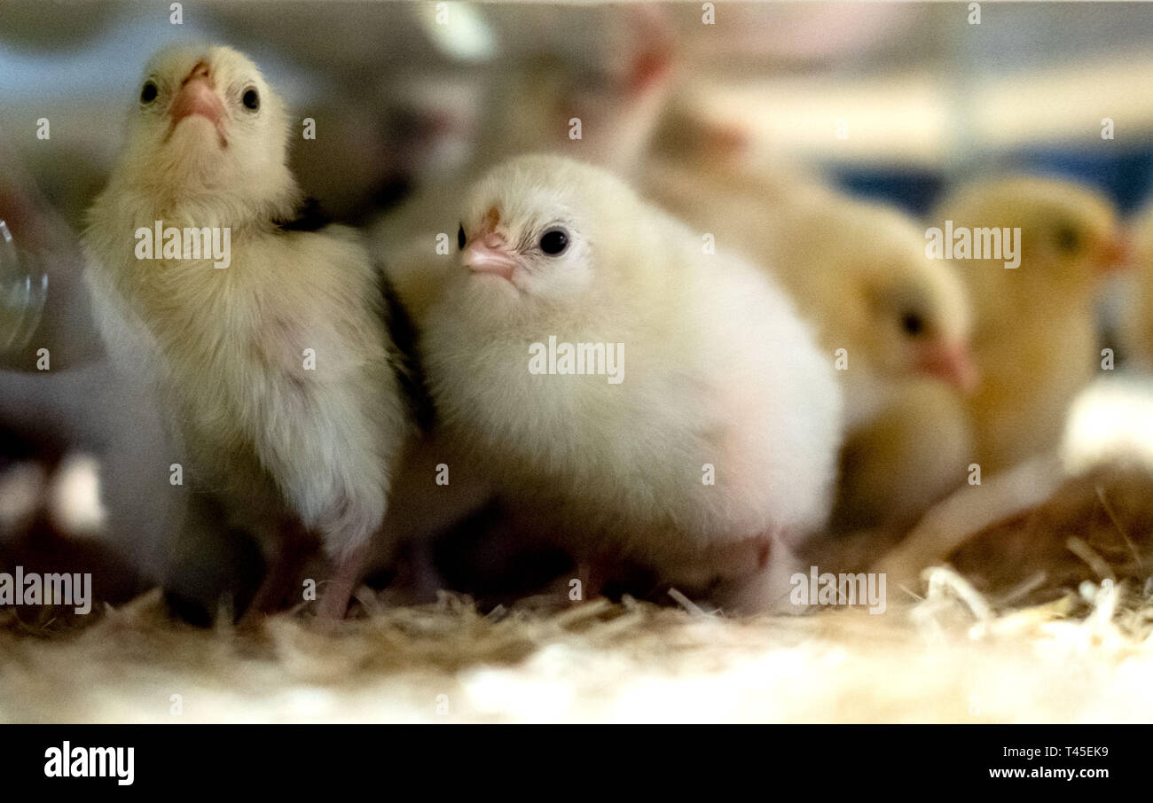 Wolfsburg, Germany. 14th Apr, 2019. Chicks sit under a heat lamp during