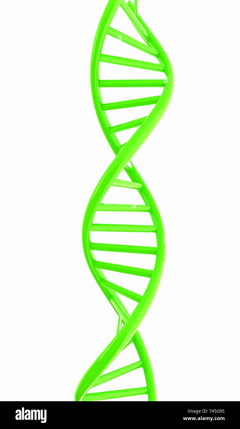 DNA structure model on white Stock Photo - Alamy