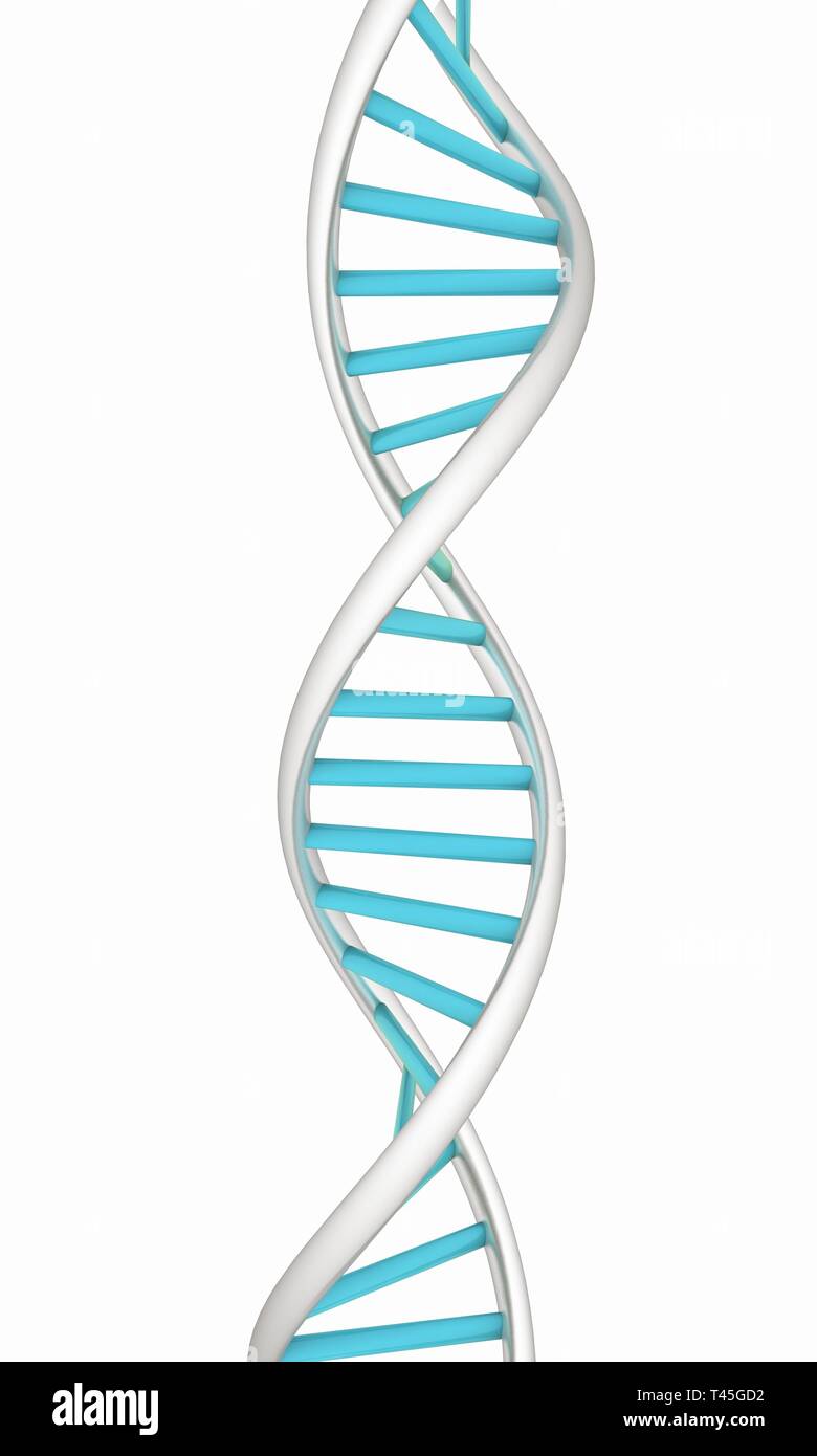 DNA structure model on white Stock Photo - Alamy