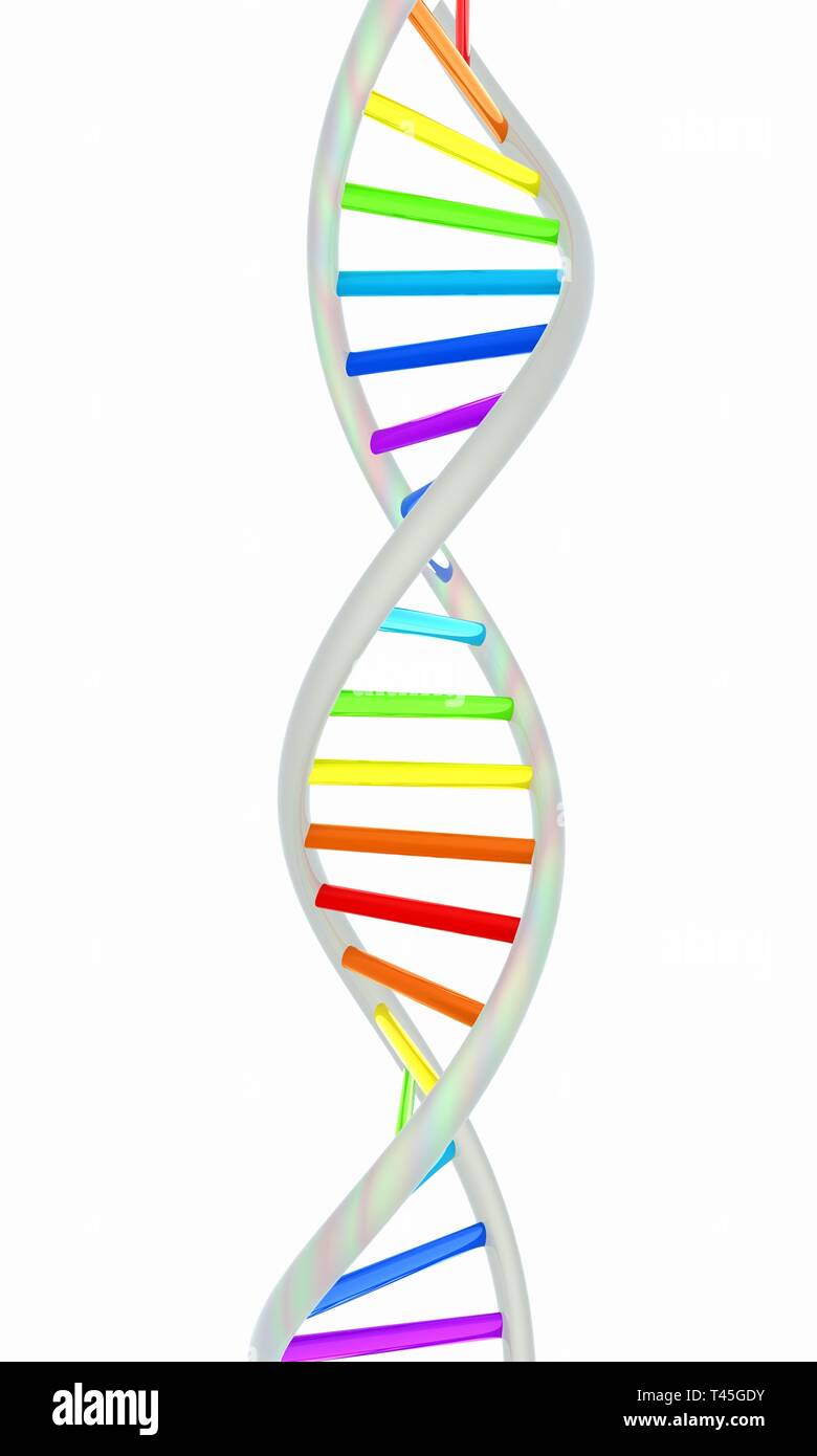 DNA structure model on white Stock Photo - Alamy