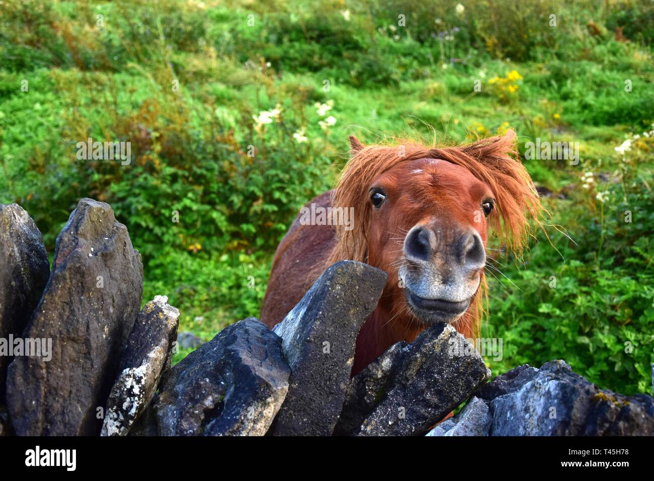 A cute chestnut Shetland pony is looking over a stonewall. Ireland. Stock Photo