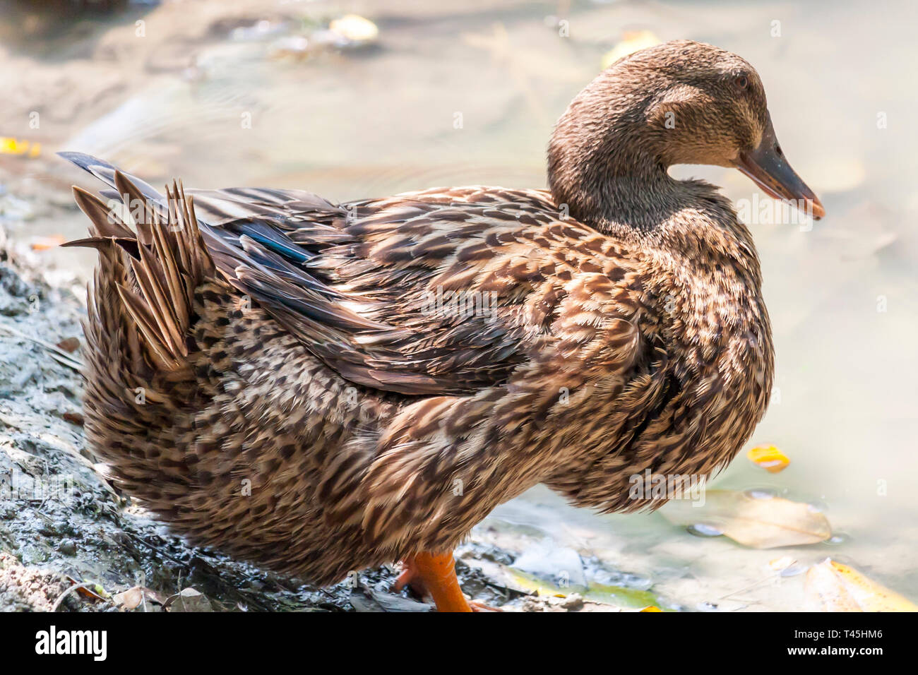 Adult duck hires stock photography and images Alamy
