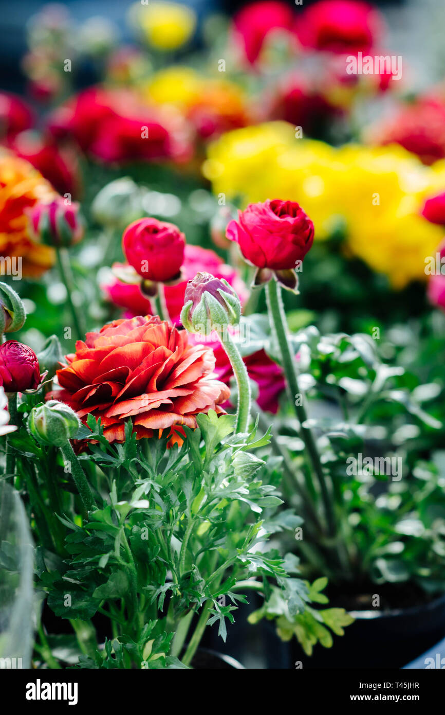 Colourful  Ranunculus Asiaticus flowers - gardening spring time Stock Photo
