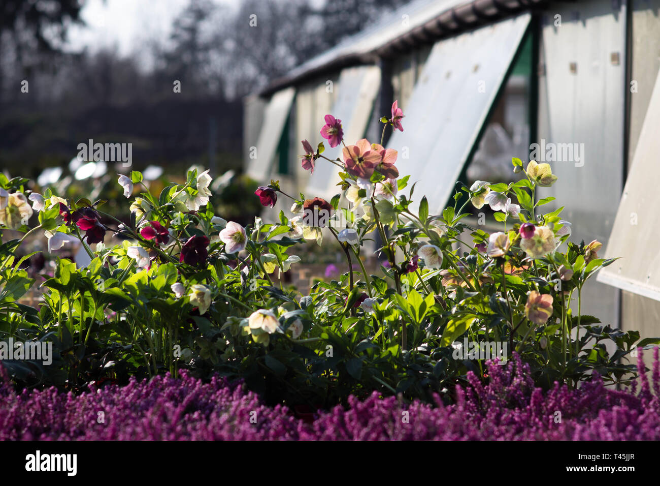 helleborus flowers called Hybrid Lenten rose - gardening time Stock Photo
