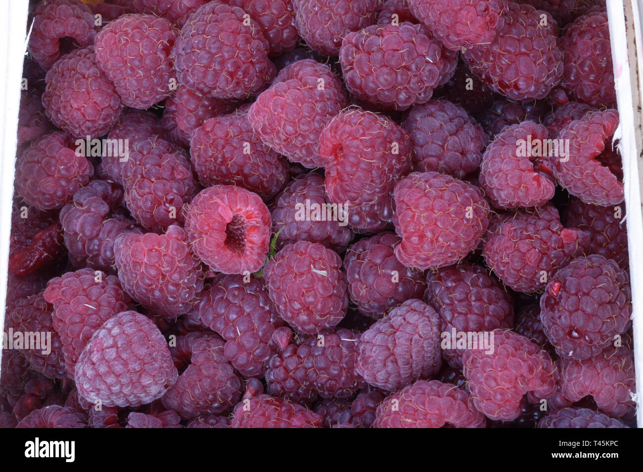 How Many Raspberries many raspberry at day Stock Photo - Alamy