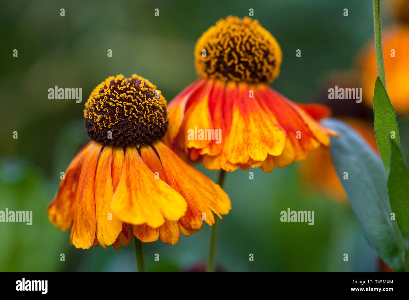Two sneezeweed, Helenium 'Sahin's Early Flowerer' in flower Stock Photo
