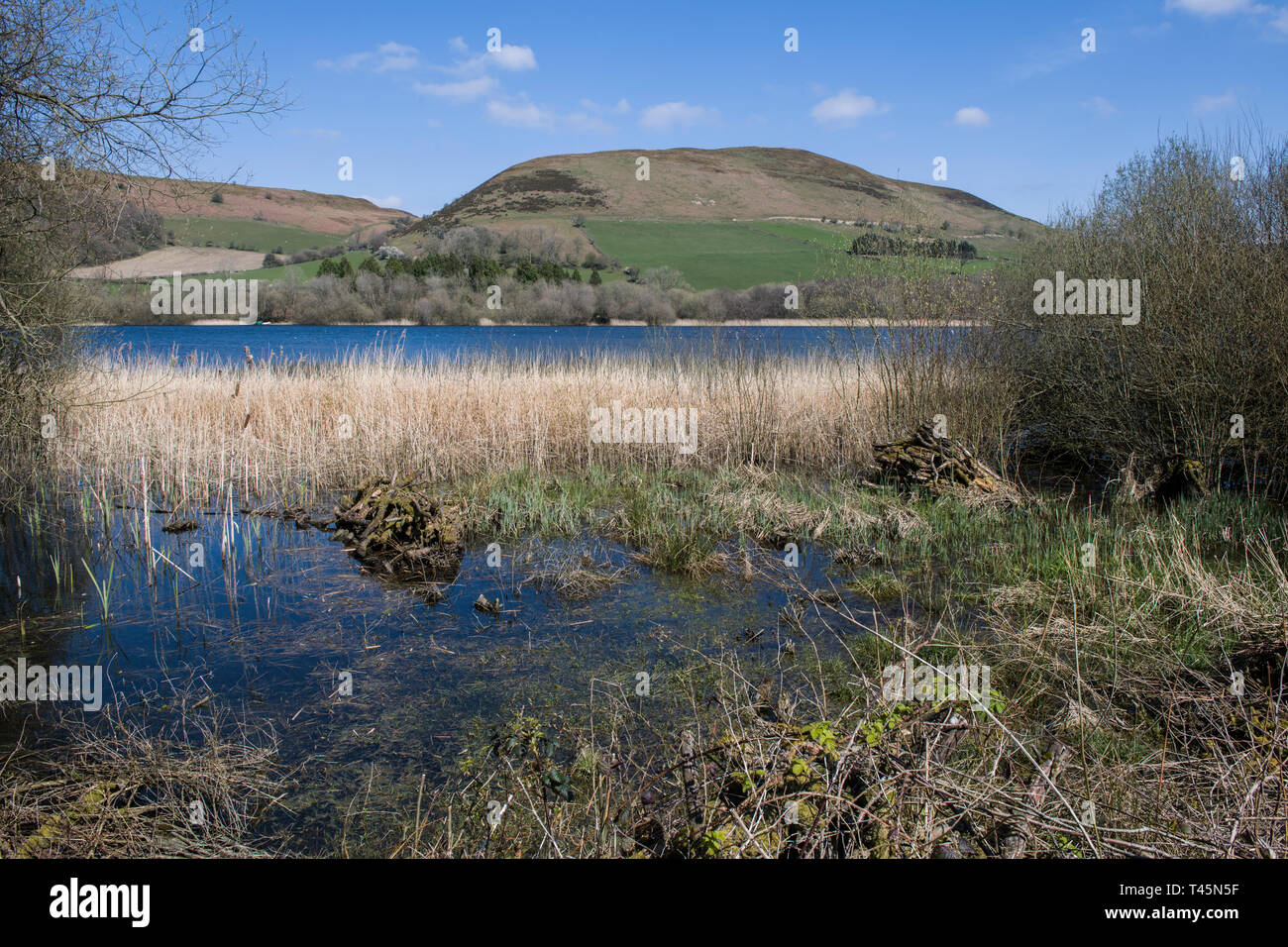 Llanbwchllyn Lake Radnorshire Powys Wales Stock Photo