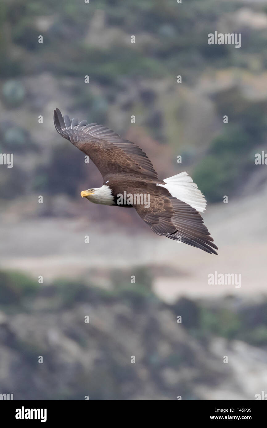 Bald eagle at Los Angeles mountains Stock Photo