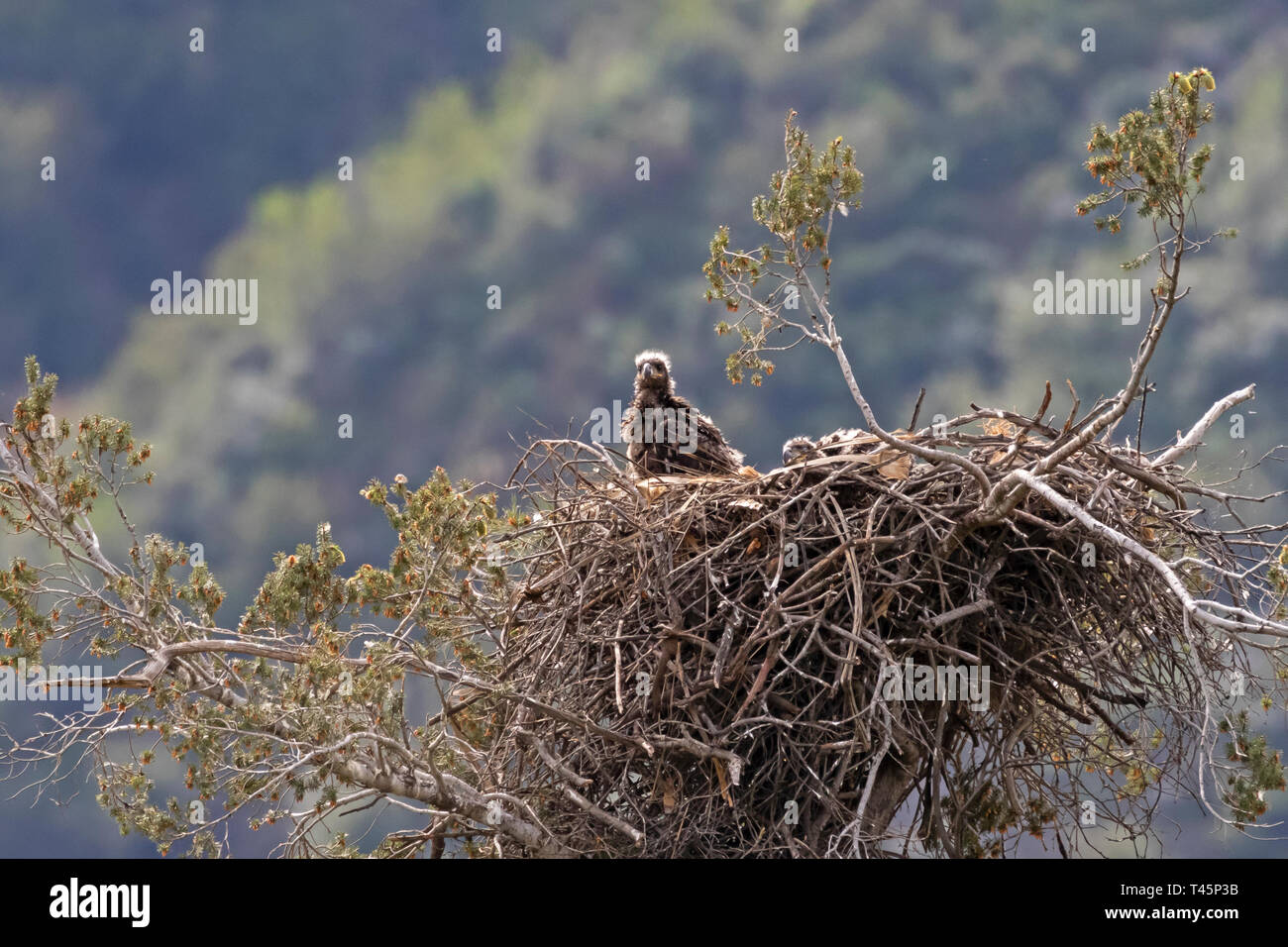 Bald eagle at Los Angeles mountains Stock Photo