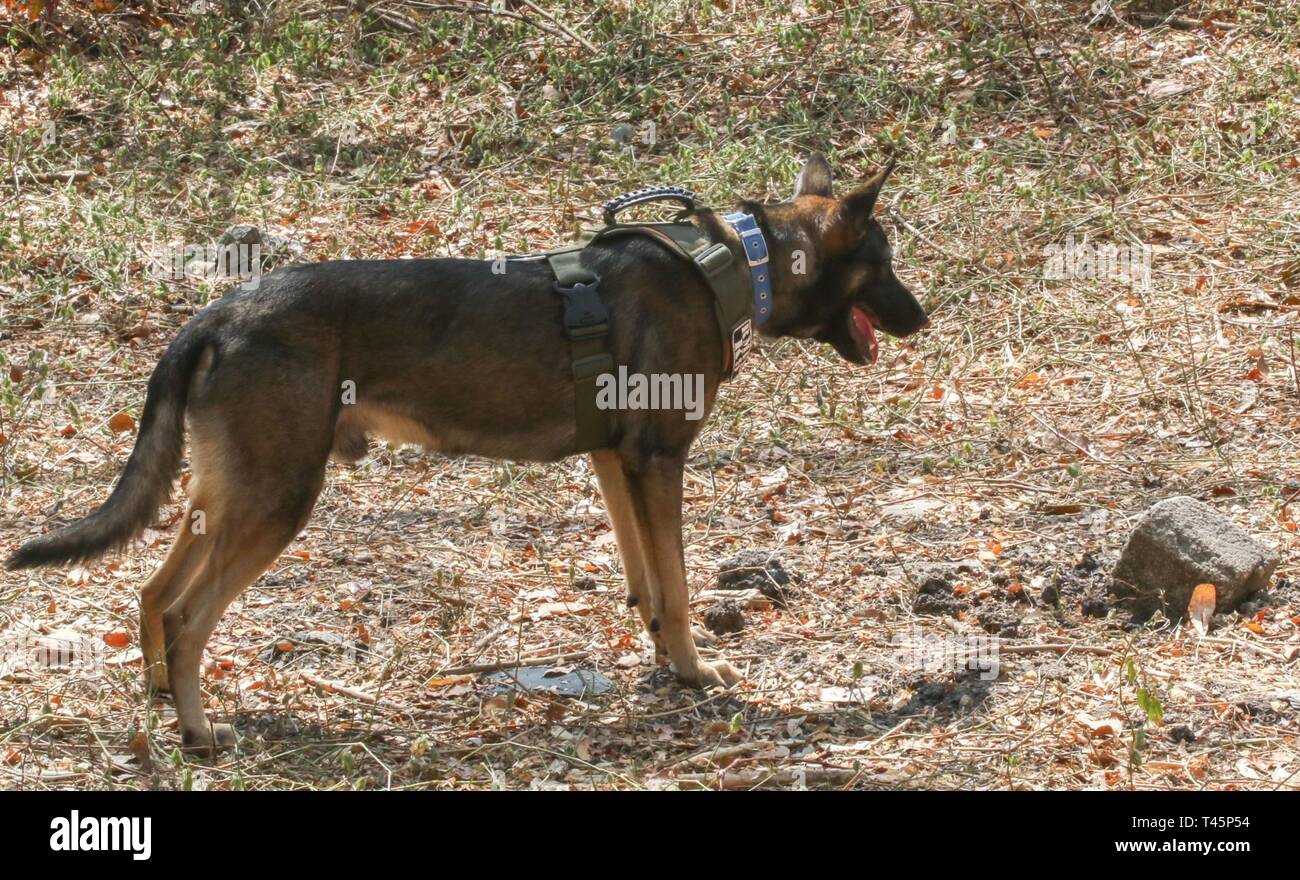 Zeus, a K9 from the Philippine military, demonstrates a proper search