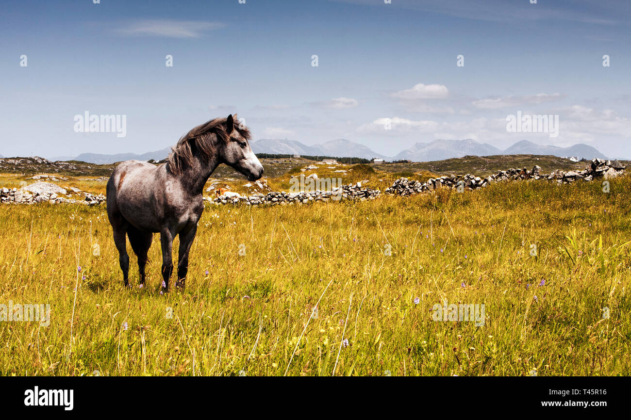 Connemara Pony breed in Irish landscape. A docile, friendly horse the Connemara Pony is sought after worldwide. Stock Photo