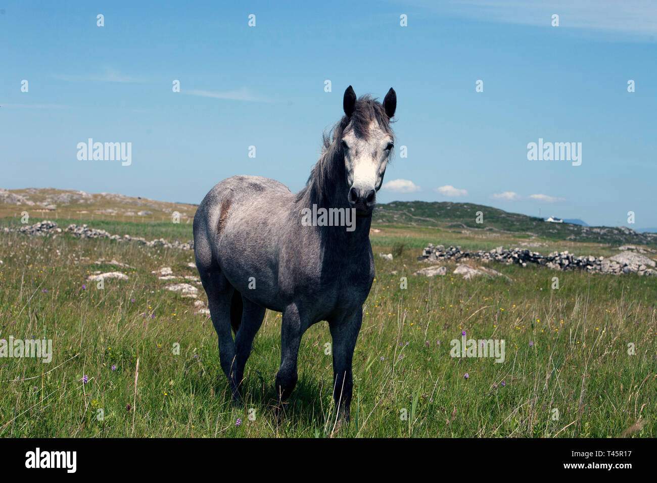Connemara Pony breed in Irish landscape. A docile, friendly horse the Connemara Pony is sought after worldwide. Stock Photo