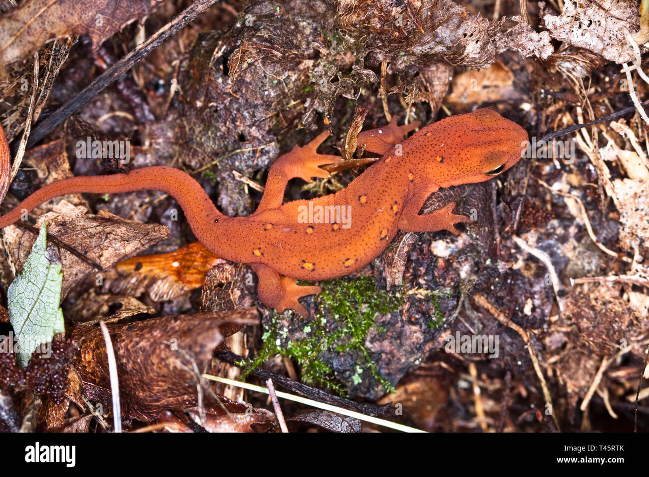Red spotted newt Stock Photo