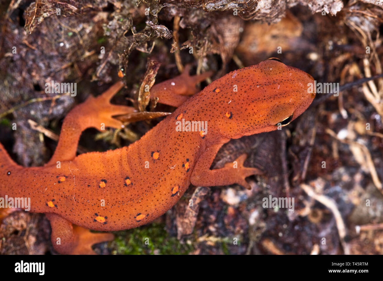 Red spotted newt Stock Photo