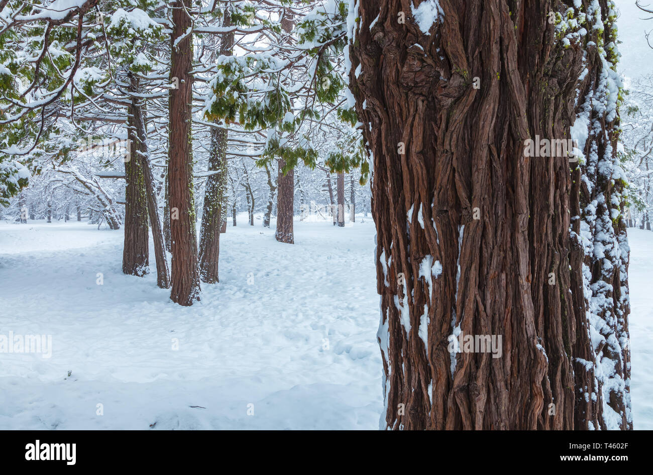 Trees cover with snow after a winter storm in Yosemite National Park ...