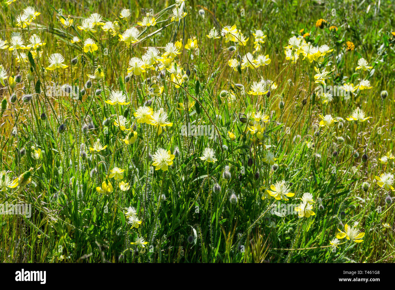 Creamcups (Platystemon californicus) during the California superbloom 2019, a member of the poppy family. Stock Photo