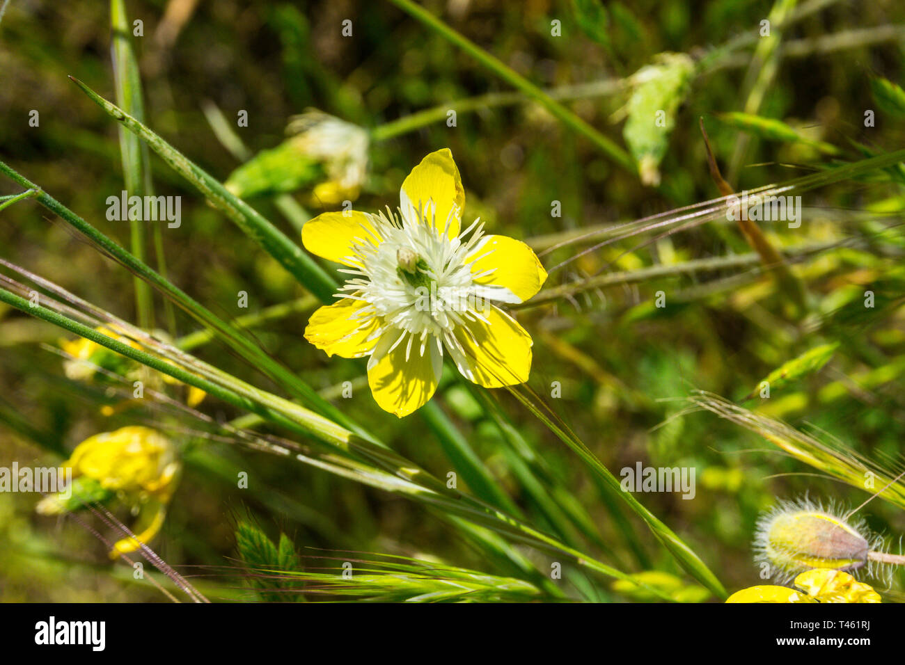 Creamcups (Platystemon californicus) during the California superbloom 2019, a member of the poppy family. Stock Photo