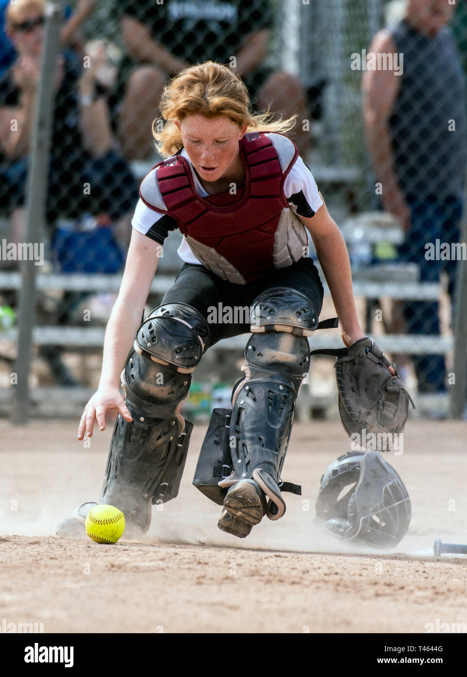 Skilled softbaall catcher with red hair and protective gear scrambling for the loose ball on the field. Stock Photo