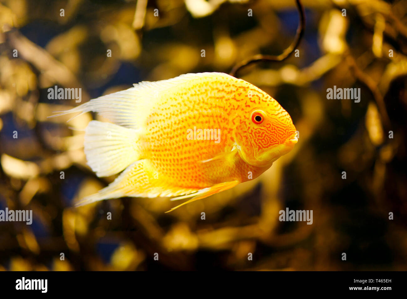 Cichlasoma severum - Cichlid fish in the aquarium. Stock Photo