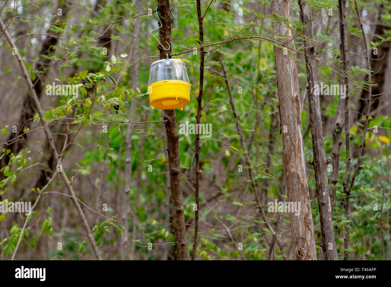 Side bottom view of a yellow pheromone fly trap hanging from a tree. Stock Photo