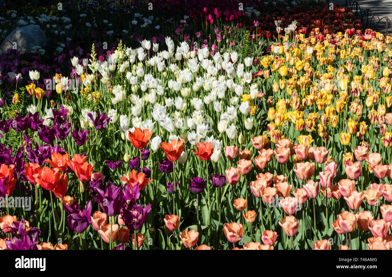 multicolored tulips in springtime, Southern California Stock