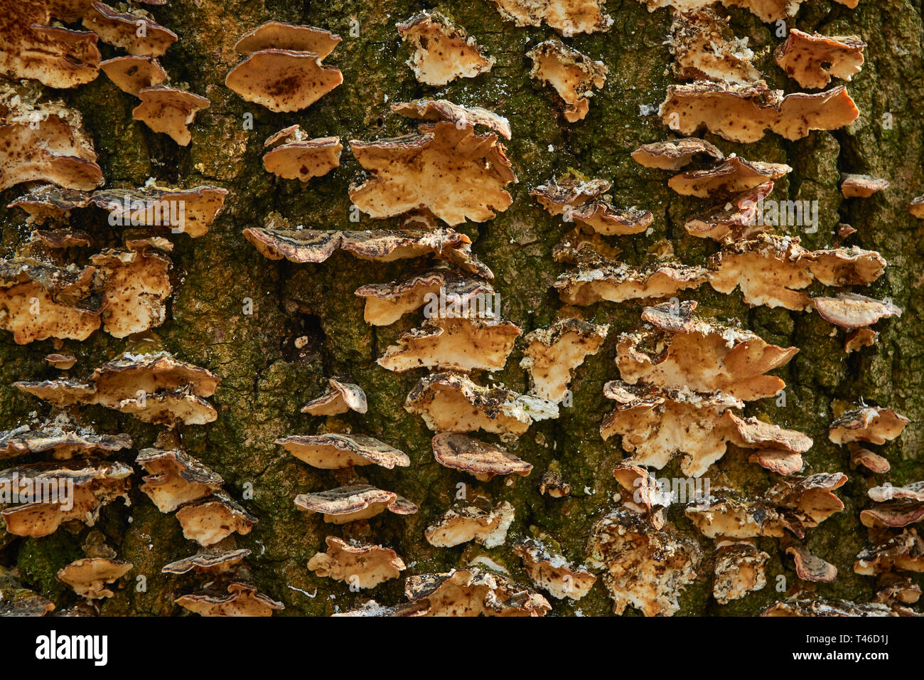 Texture full abstract of bracket fungi on tree trunk showing patterns ...