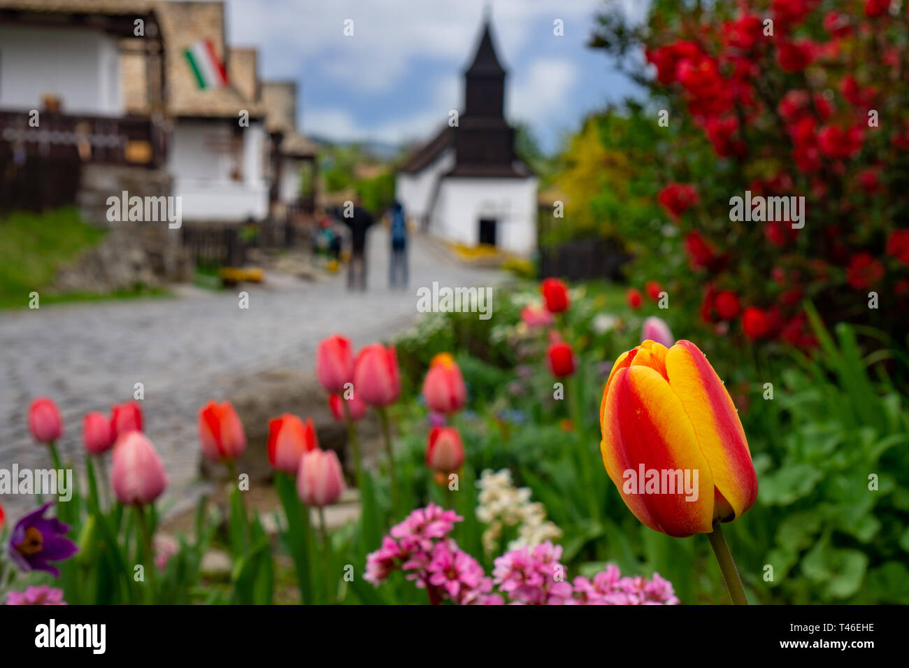 Tulip in blurred Hollókő Holloko spring time background in Hungary famous for easter celebration and its old traditional hungarian houses Unesco Stock Photo