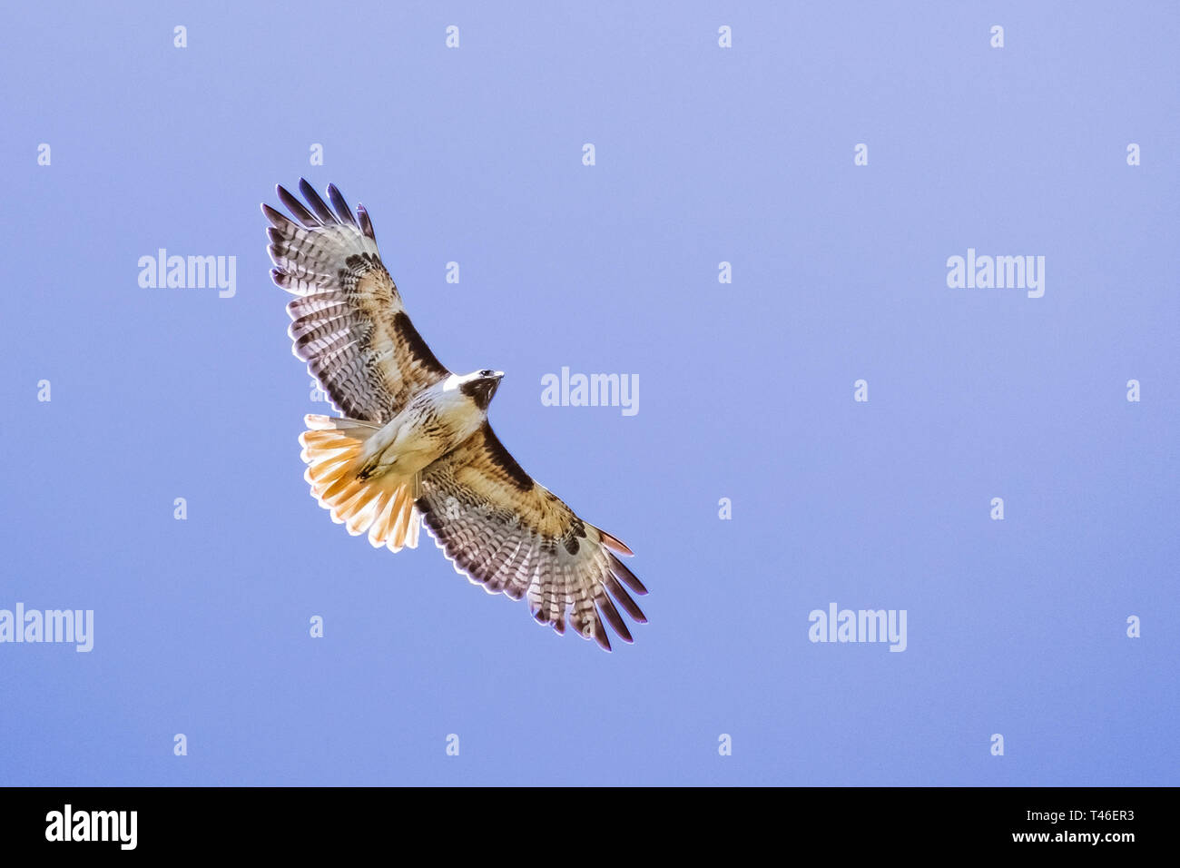 Flying Red Tailed Hawk Buteo Jamaicensis Blue Sky Background Fremont East San Francisco Bay Area California Stock Photo Alamy Flying Red Tailed Hawk Buteo Jamaicensis Blue Sky Background Fremont East San Francisco Bay Area California Stock Photo Alamy
