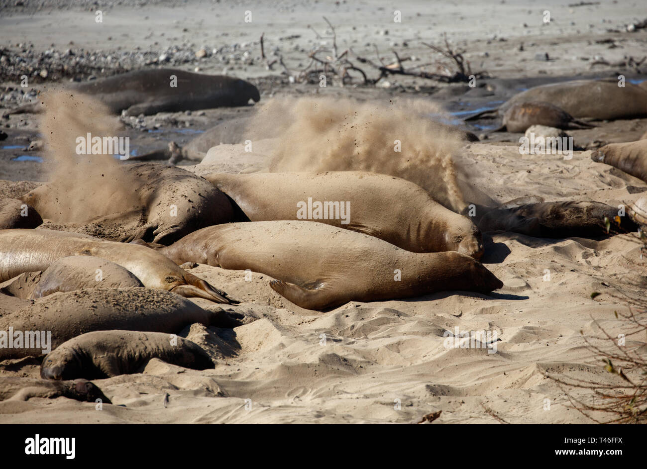 Seals sun bathing hires stock photography and images Alamy