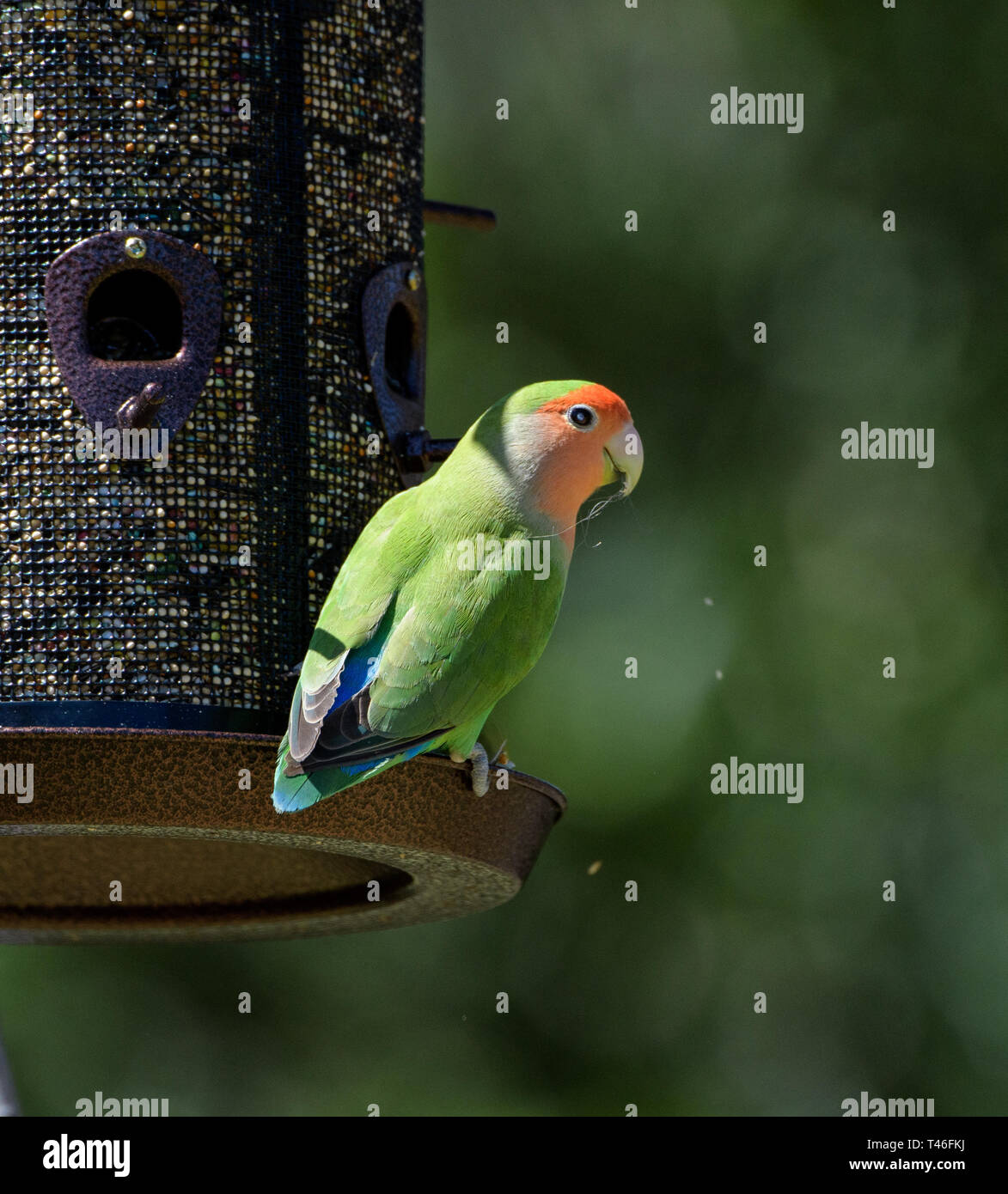 Peach Faced Lovebird Looking Back From A Feeder Stock Photo