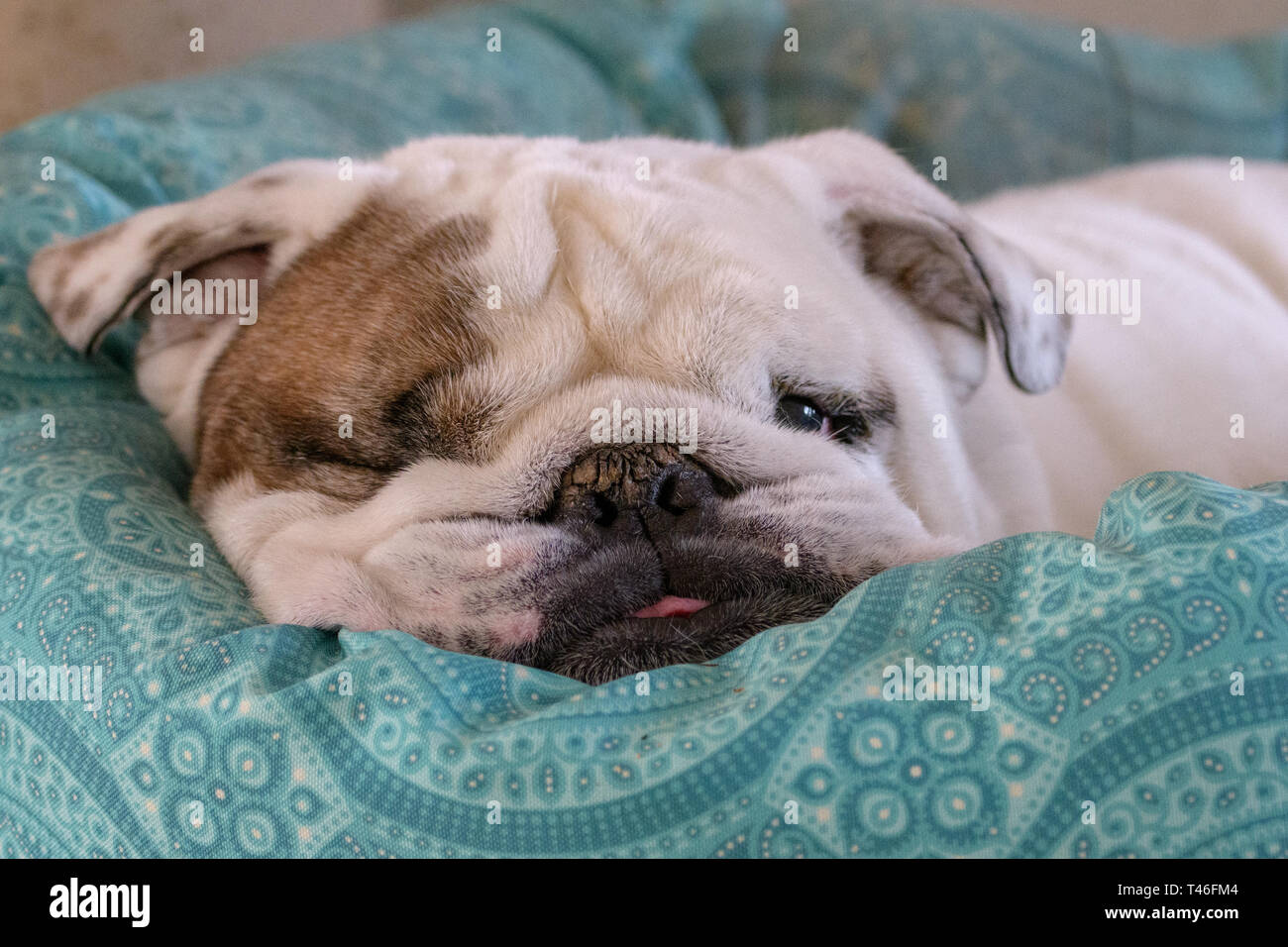 One eyed bulldog sleeping in a bed Stock Photo
