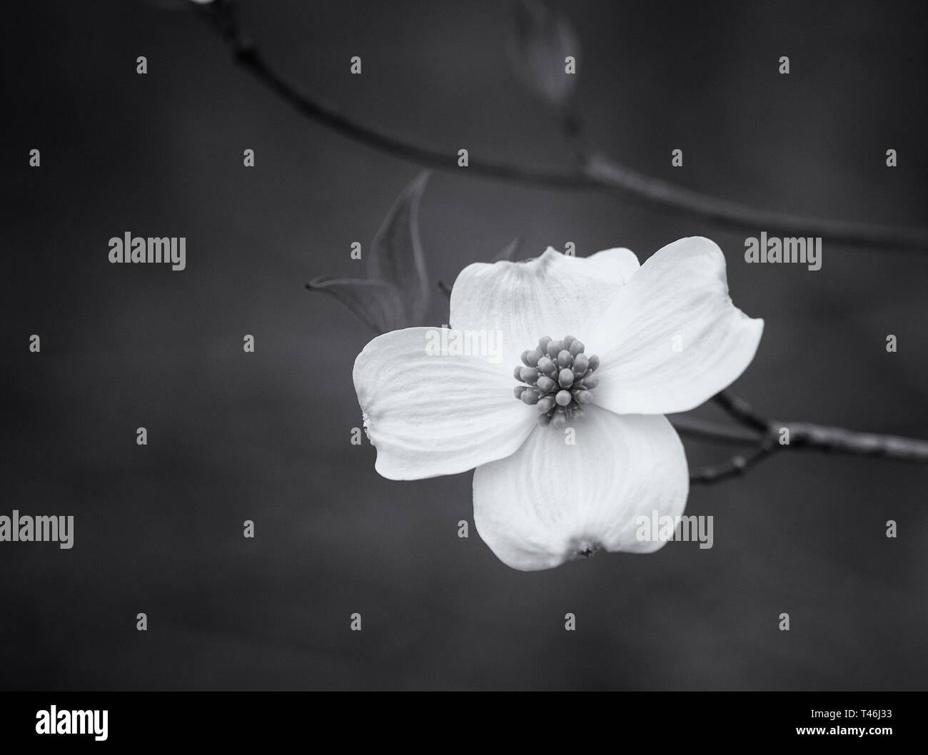 Dogwood Flower close up in Black and White Stock Photo