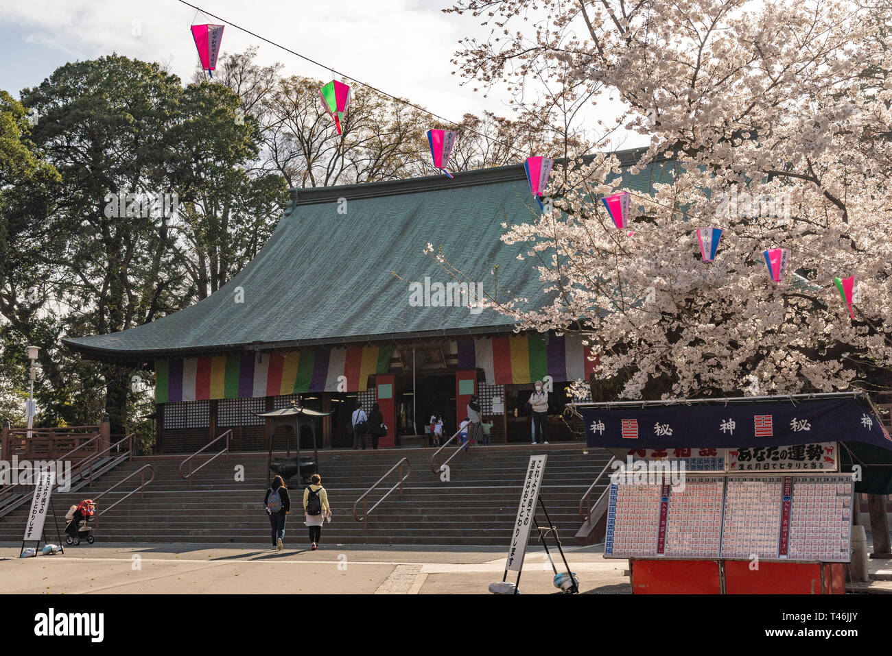 Kitain temple during Cherry blossom season, Kawagoe City, Saitama