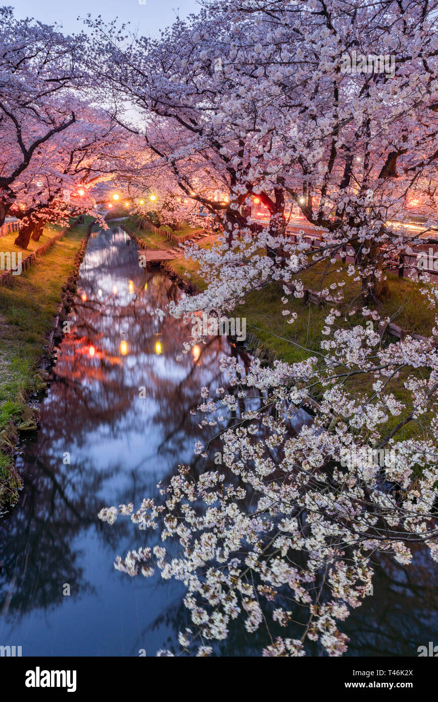 Cherry blossoms at Shingashi River, near Hikawa Shrine, Kawagoe City ...