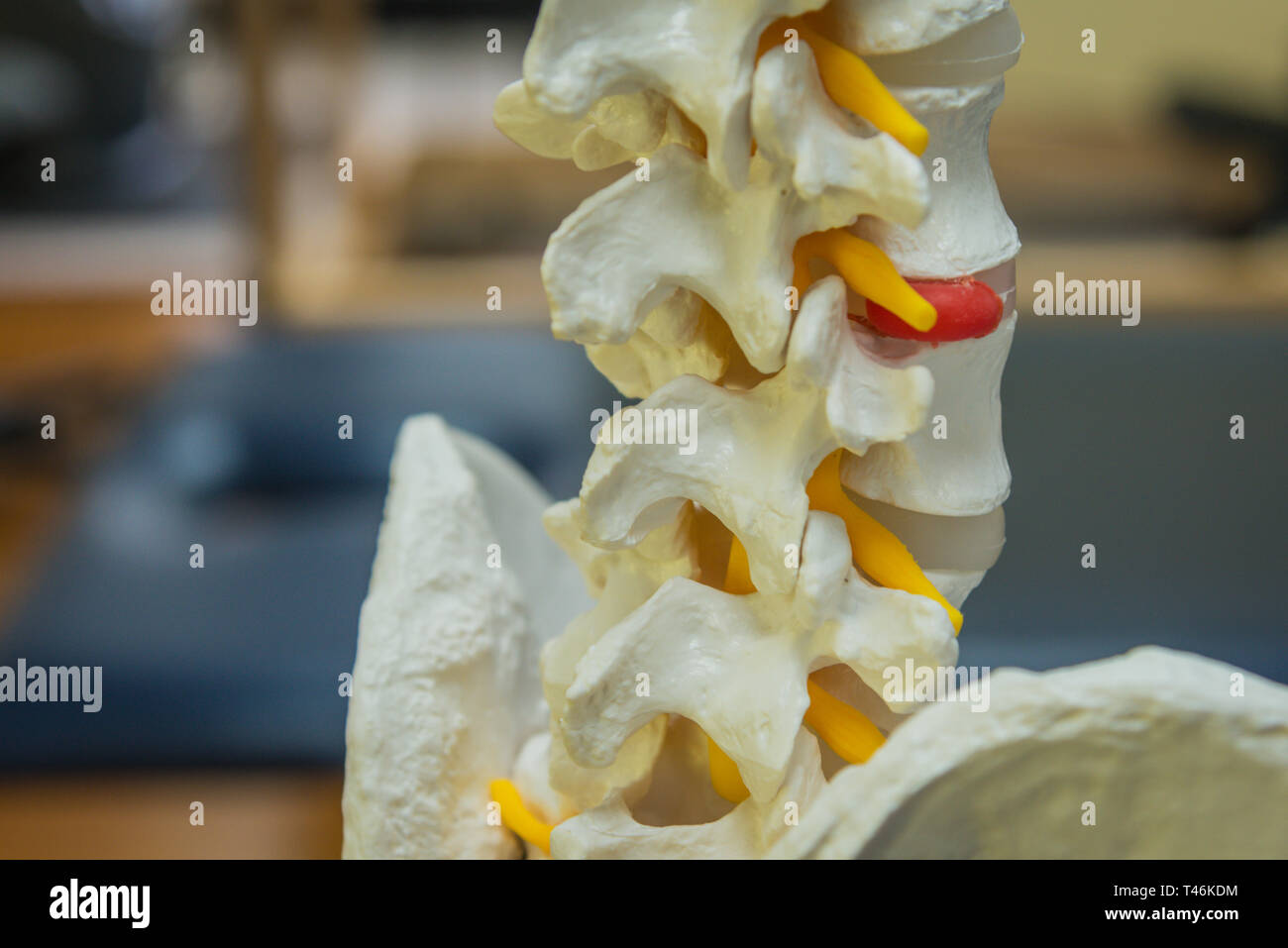 Human spinal column model Stock Photo