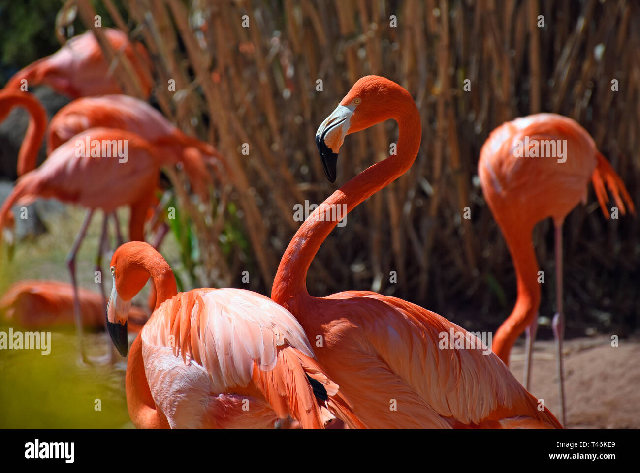 Caribbean Flamingos Stock Photo