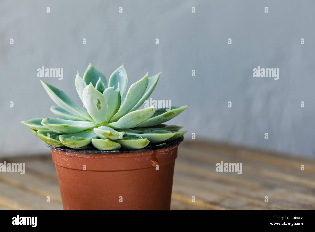 Potted Succulent Plant On Wodden Table Decoration For Home
