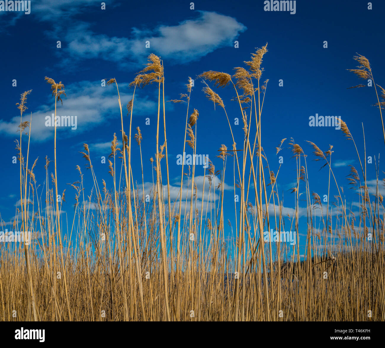 Tall Golden Grasses Against Blue Sky with Clouds Stock Photo - Alamy