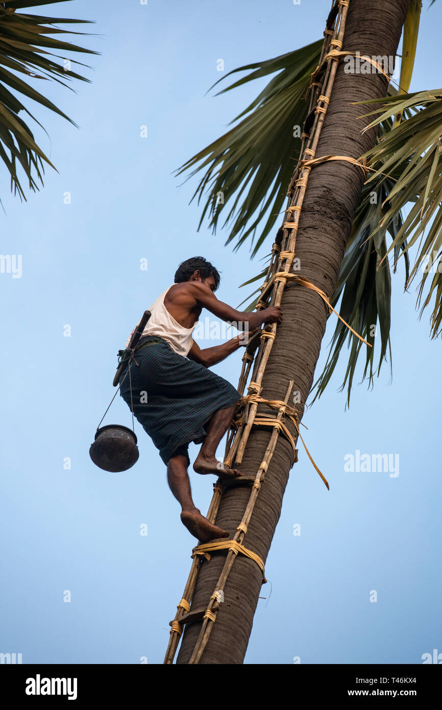 Man climbing palm tree to collect toddy palm wine in Thazi, Myanmar Stock Photo Alamy