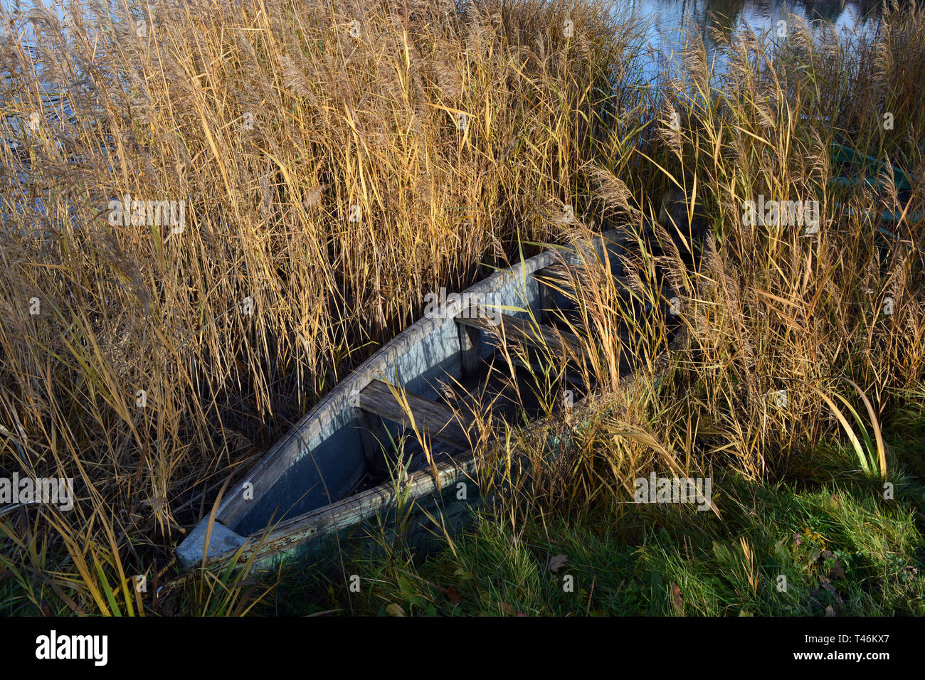 Lonely old wooden fishing boat on autumn lake coast and bulrush Stock Photo