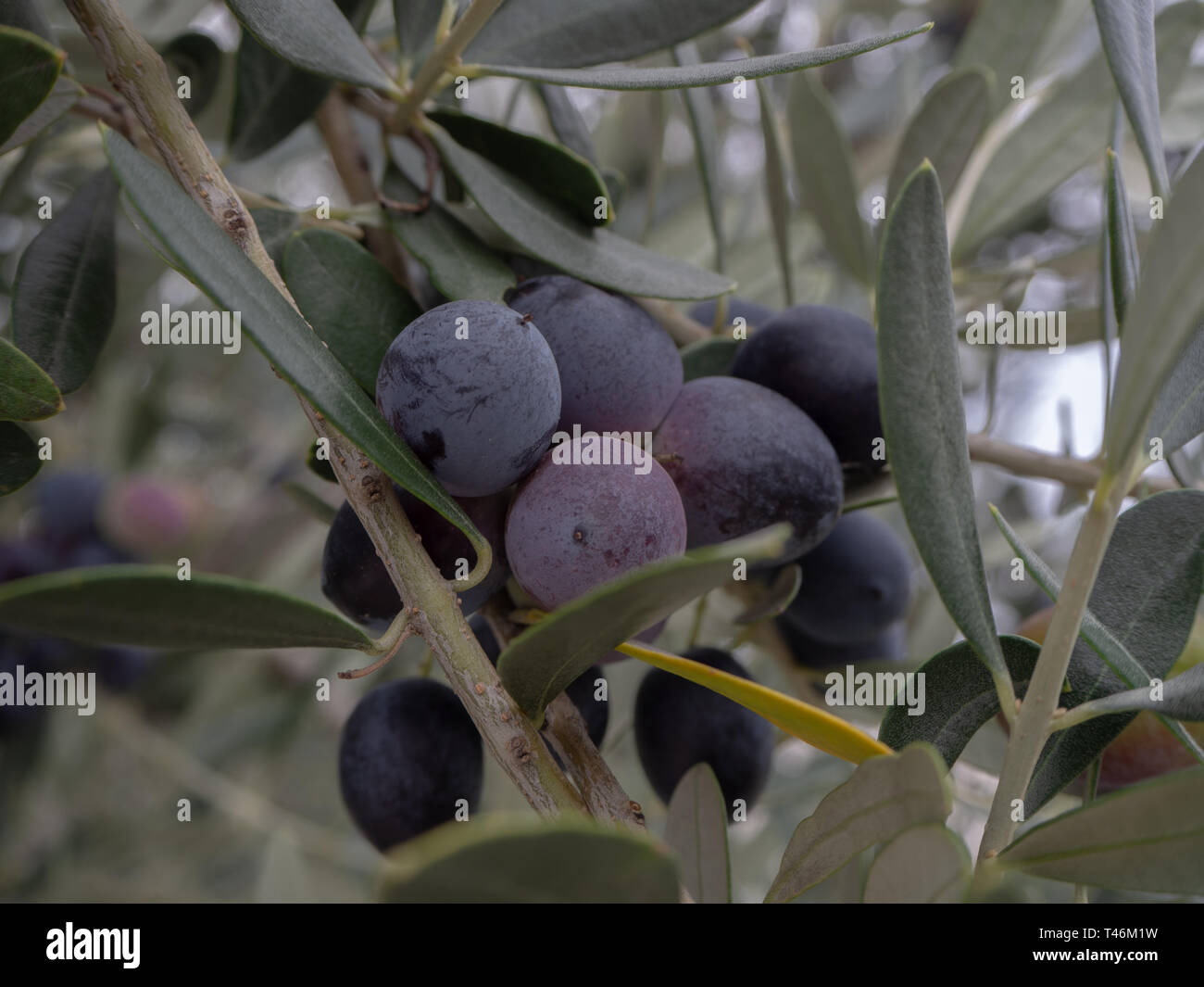 Black olives on olive tree Stock Photo