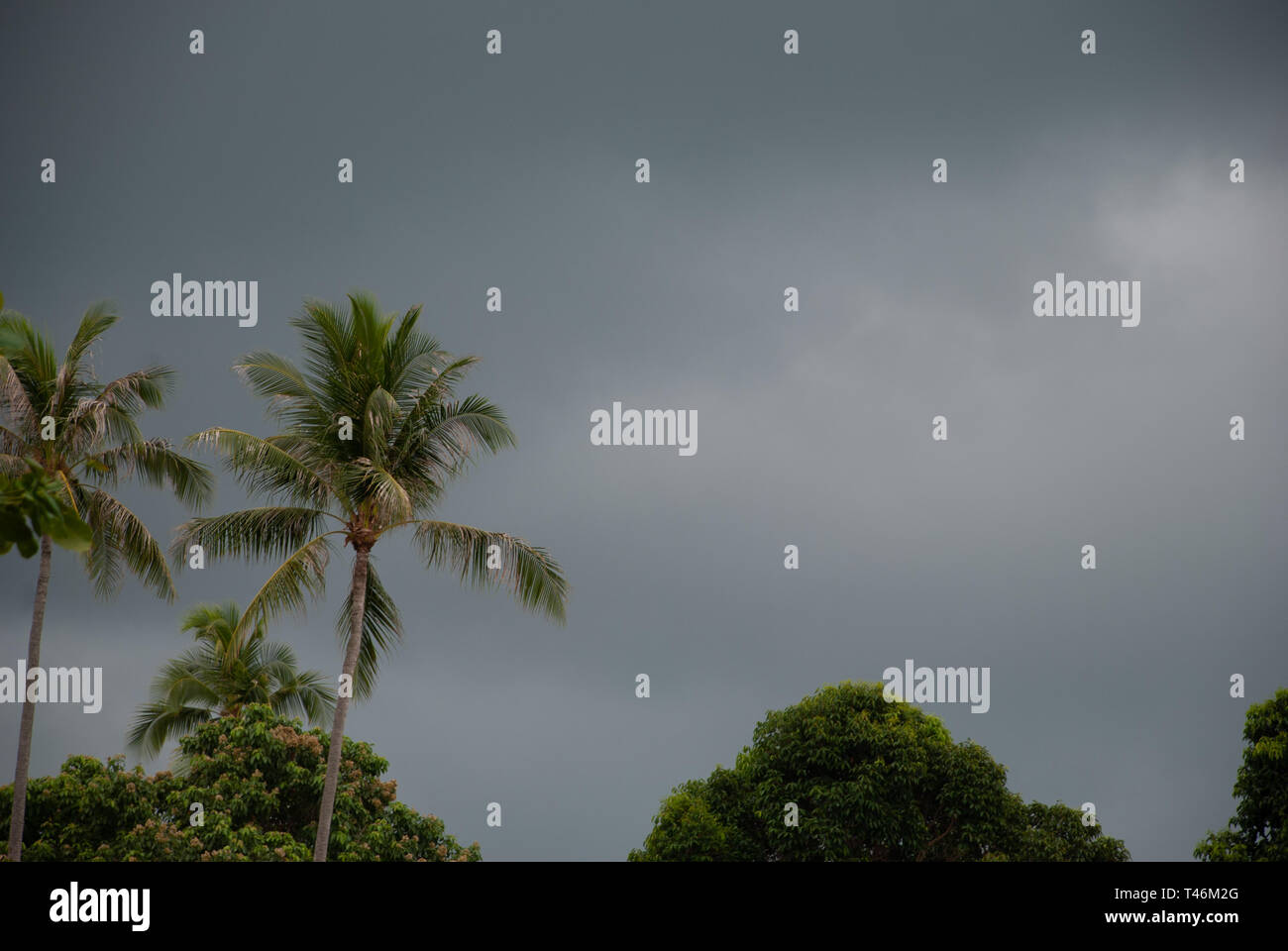 Tropical nature and dark sky stormy Stock Photo - Alamy