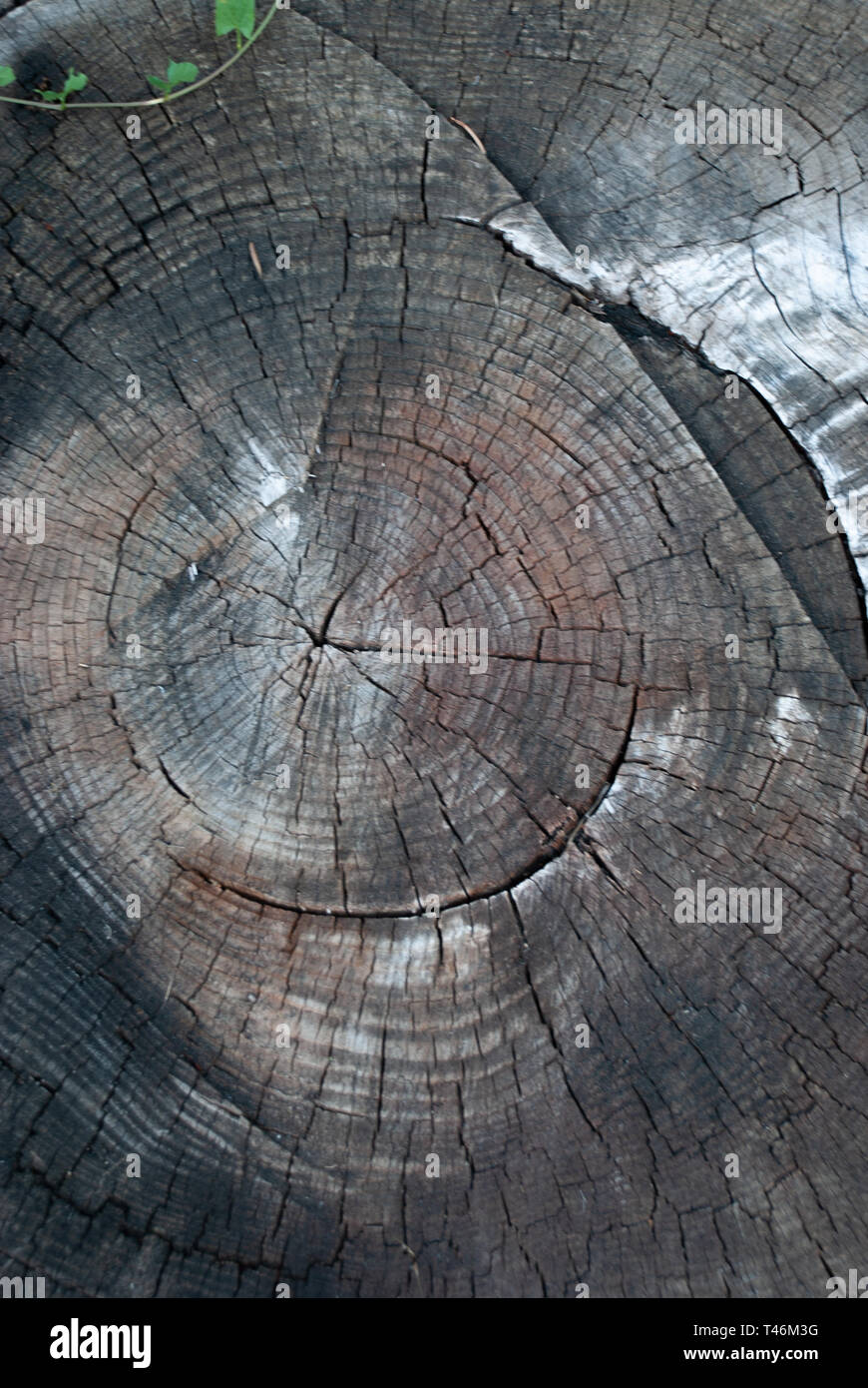 Broken tree log hi-res stock photography and images - Alamy